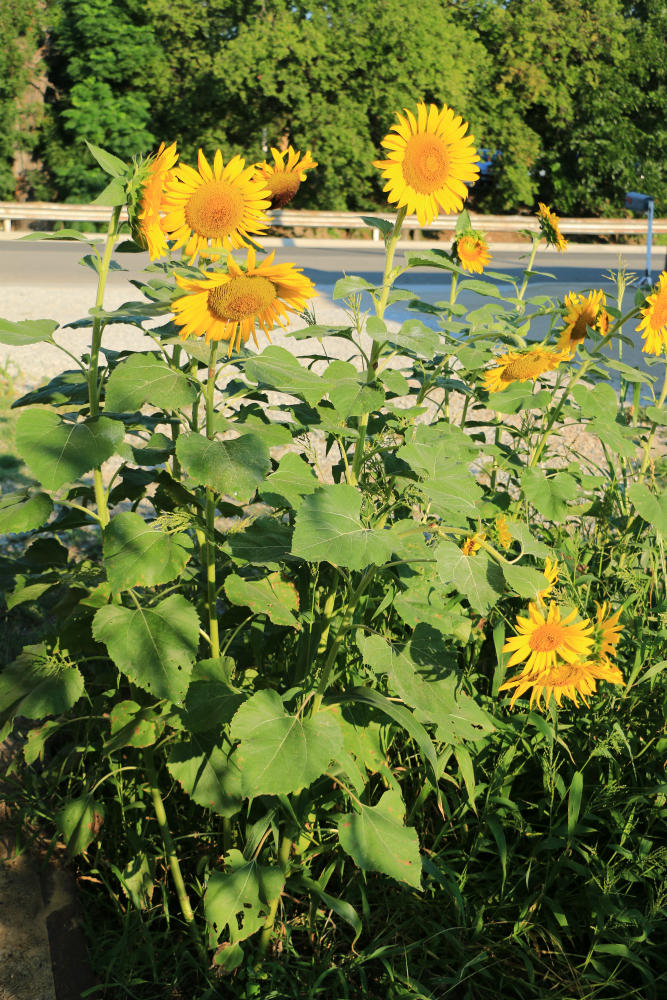 Peredovik Sunflowers 50 lb bag MBS Seed