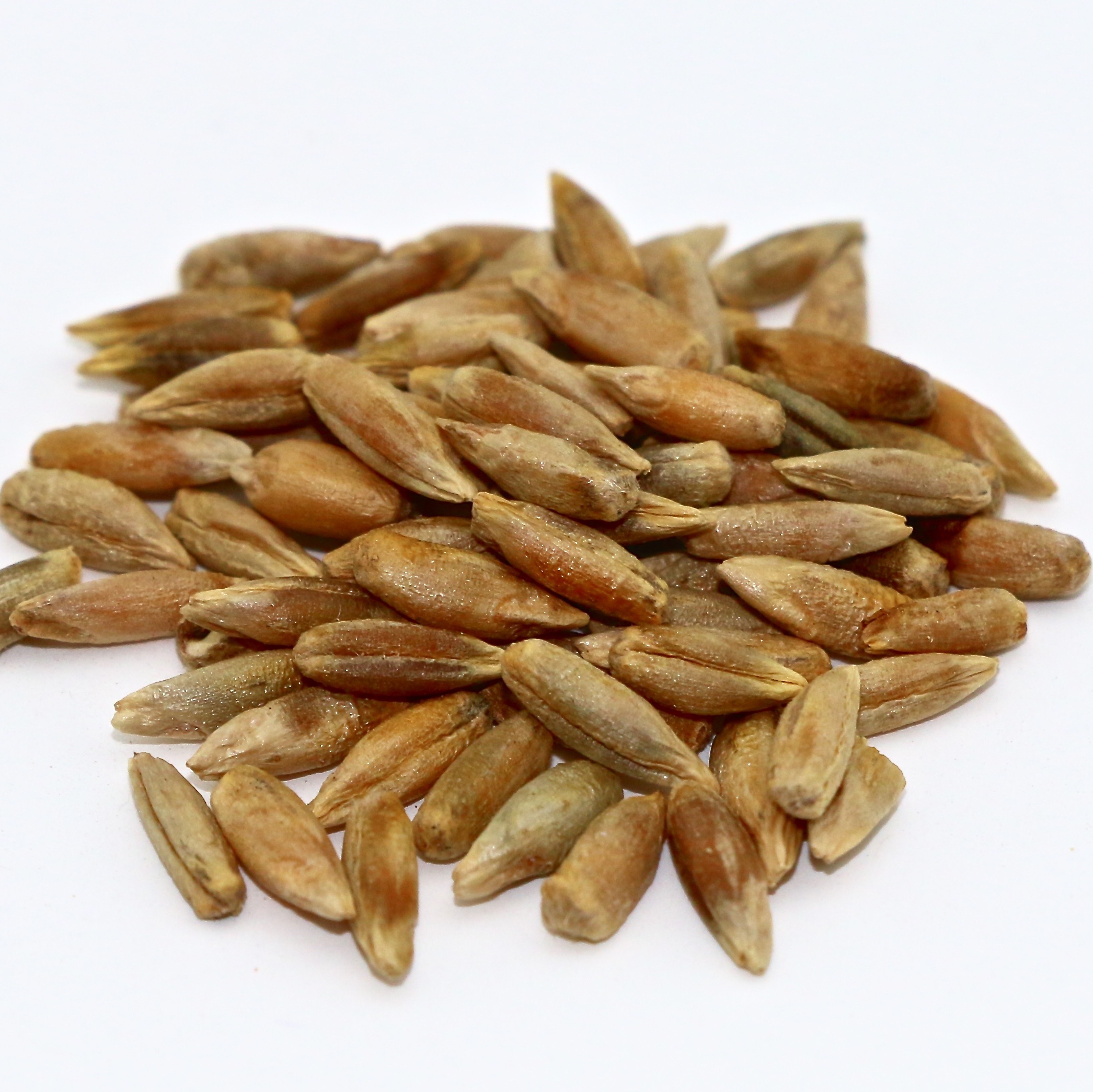 Elbon Rye 50 lb bag MBS Seed