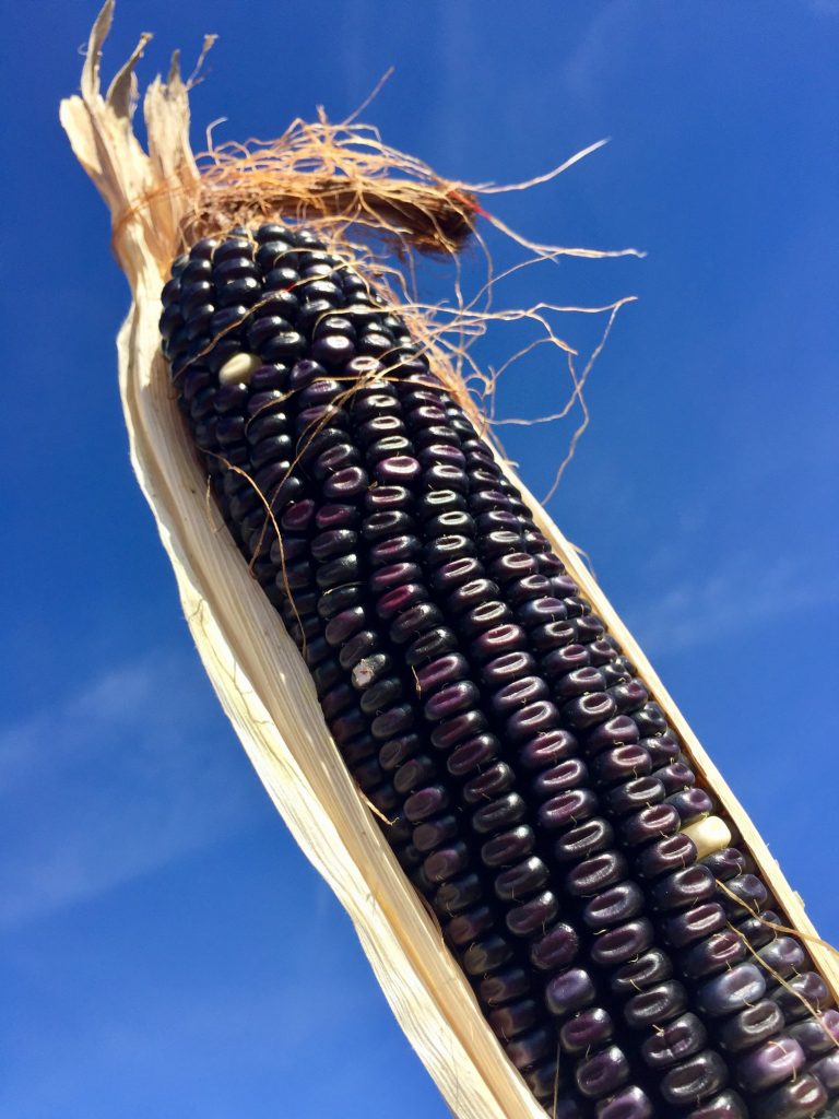 Blue Corn Grain 50 lb bag MBS Seed