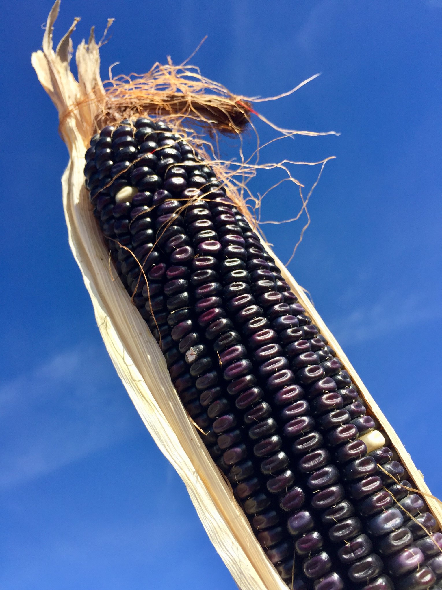 Blue Corn Grain 50 lb bag MBS Seed