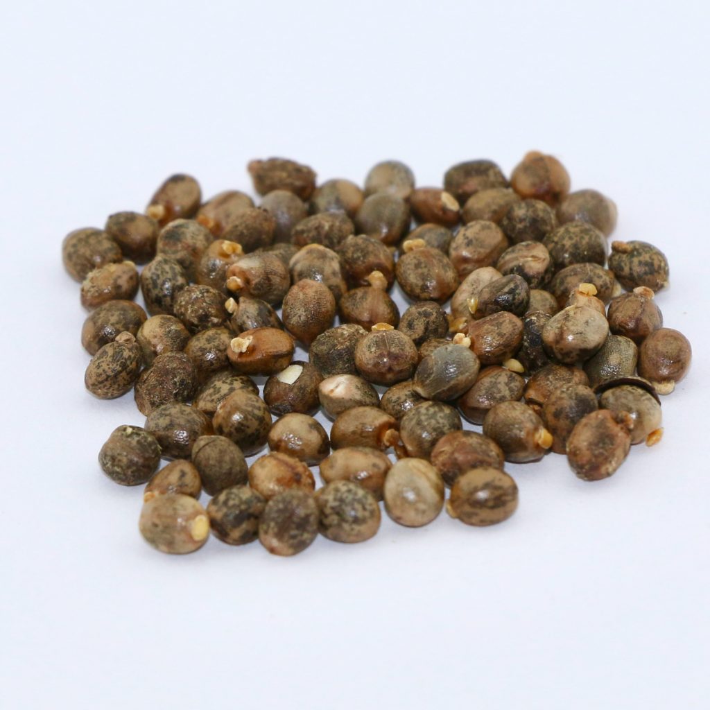 Woolly Croton per lb MBS Seed