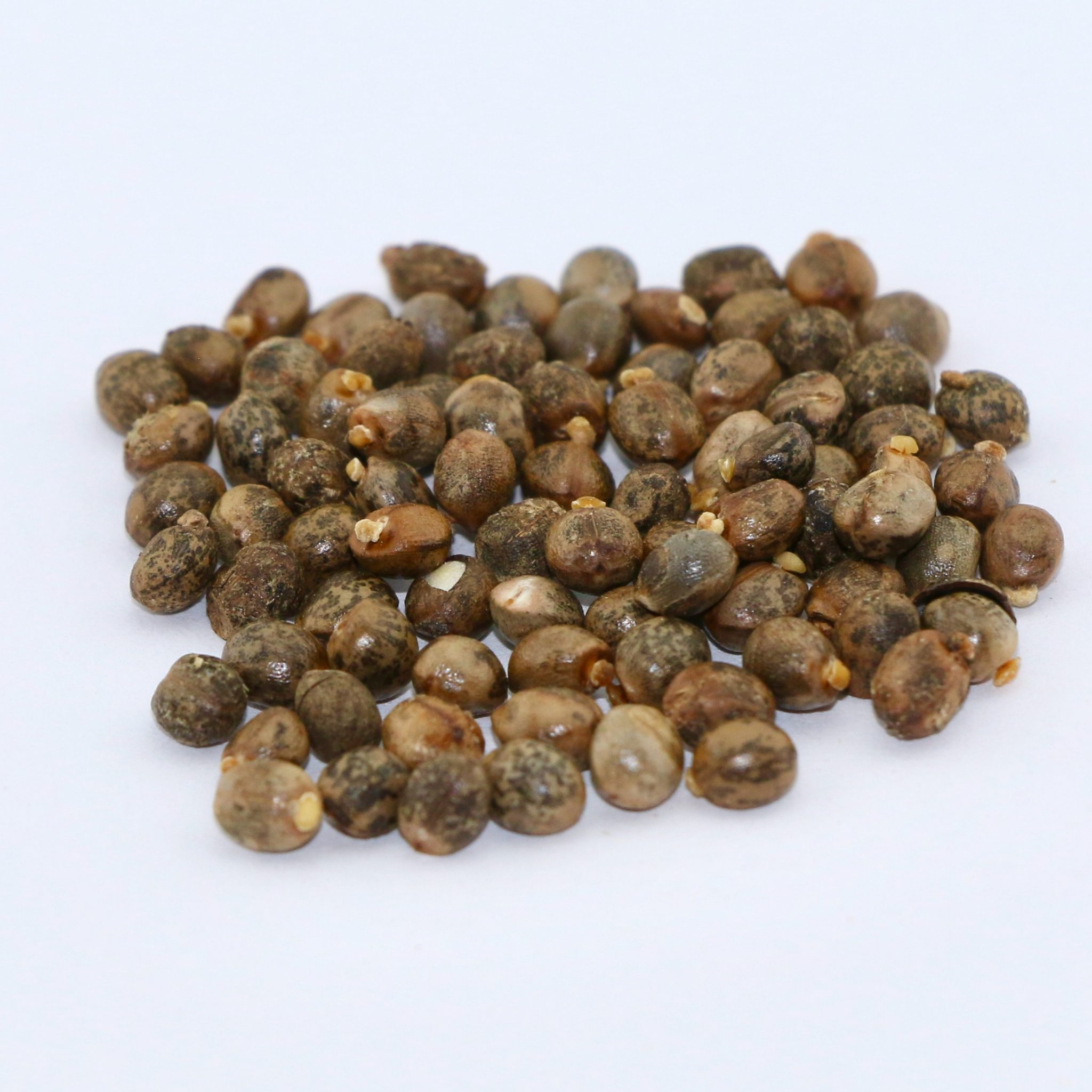 Woolly Croton per lb MBS Seed