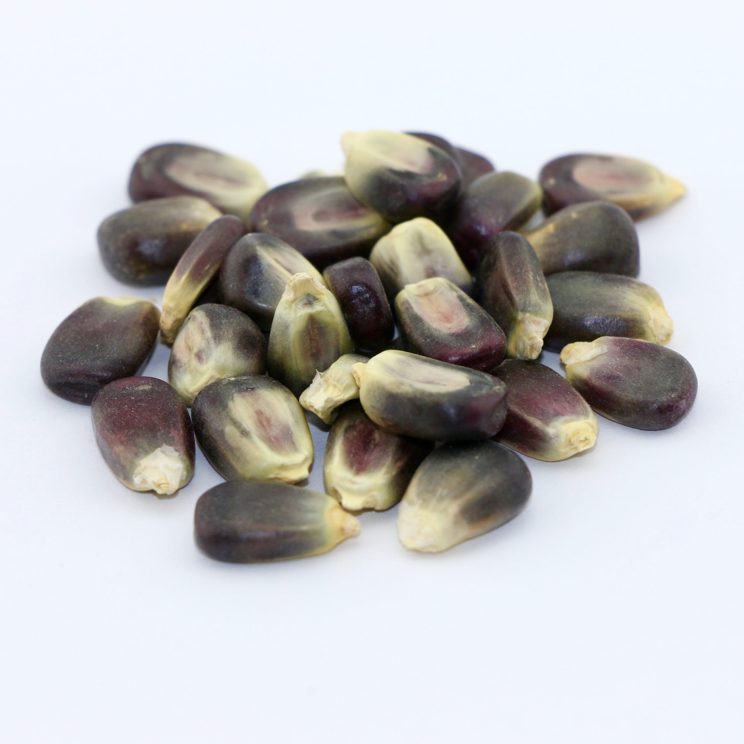 Blue Corn Grain 50 lb bag MBS Seed