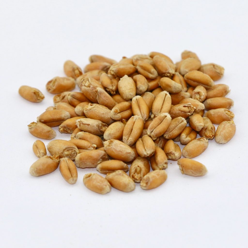 Malted Soft Red Winter Wheat 50 lb bag MBS Seed