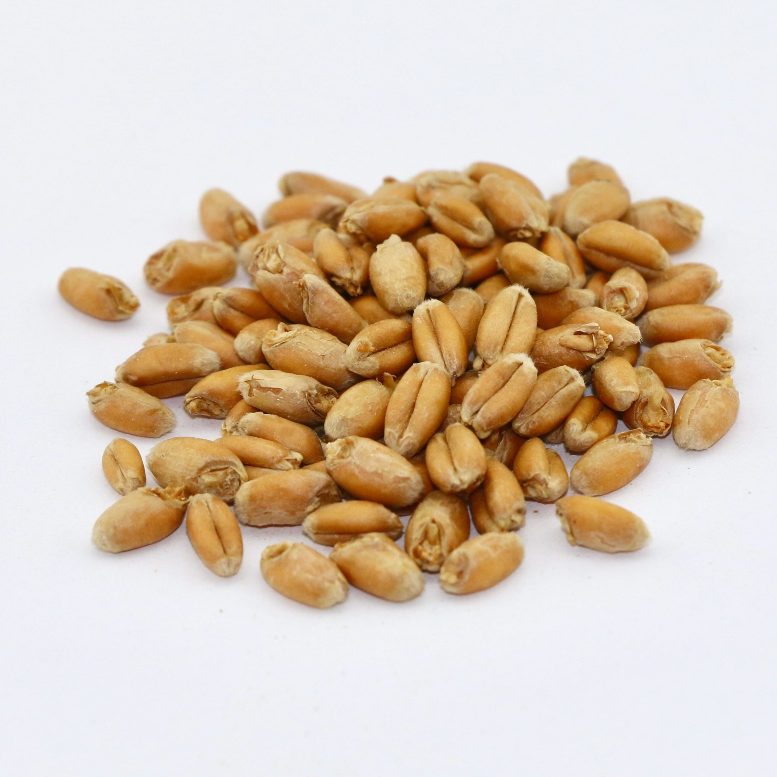 Malted Soft Red Winter Wheat 50 lb bag MBS Seed