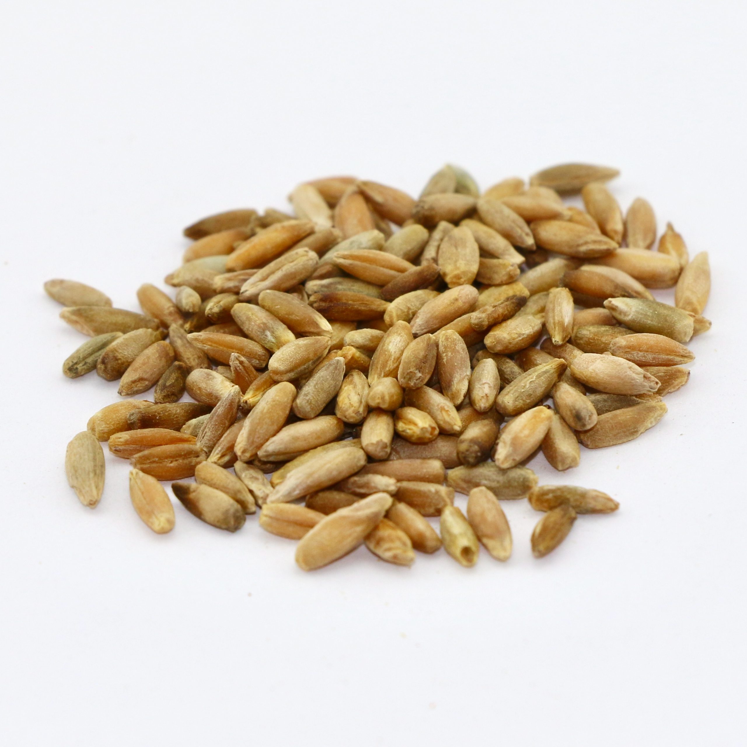 Elbon Rye Grain 50 lb bag MBS Seed