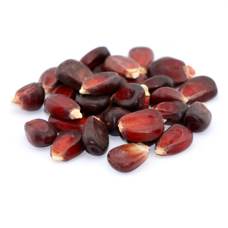 Jimmy Red Corn Seed 50 lb bag MBS Seed