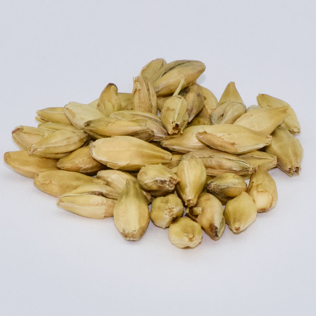 Wildfire Pale Malt Malted 2 Row Barley 50 lb bag MBS Seed