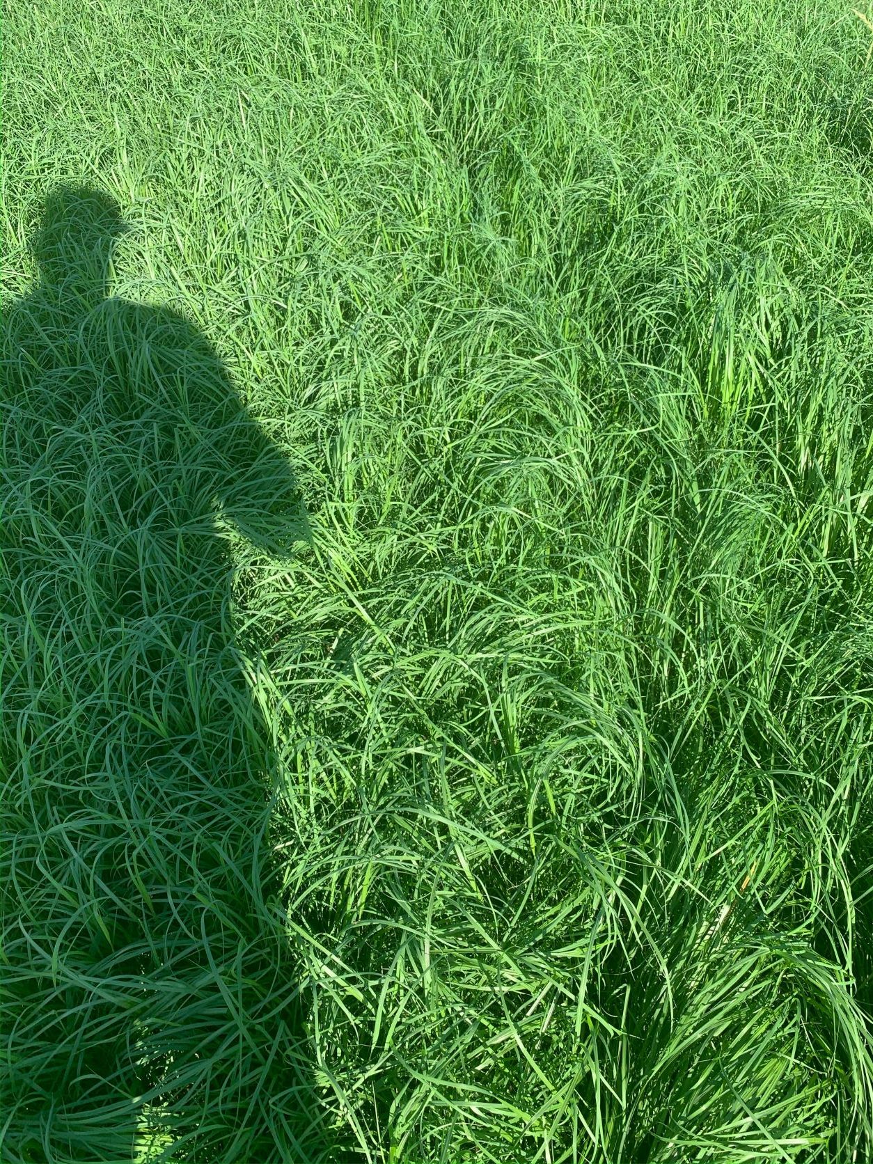 Teff Grass 50 lb bag MBS Seed