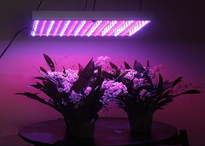 Advantage of Having LED Grow Lights at Home Mb Startup
