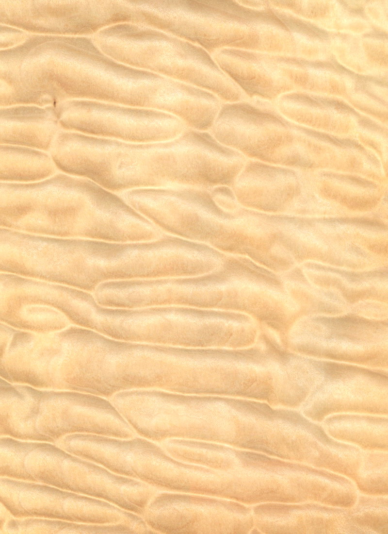 Quilted Maple Wood Veneer M. Bohlke Corp. Veneer and Lumber