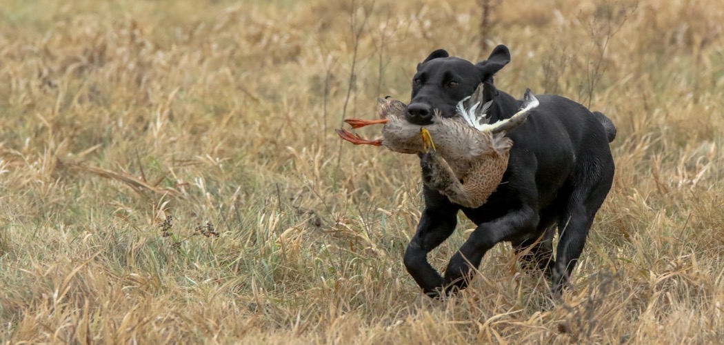MCKC Hunt & Field Manitowoc County Kennel Club (MCKC)
