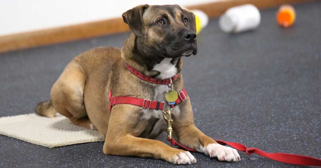 Obedience Training Rules & Regulations Manitowoc County Kennel Club