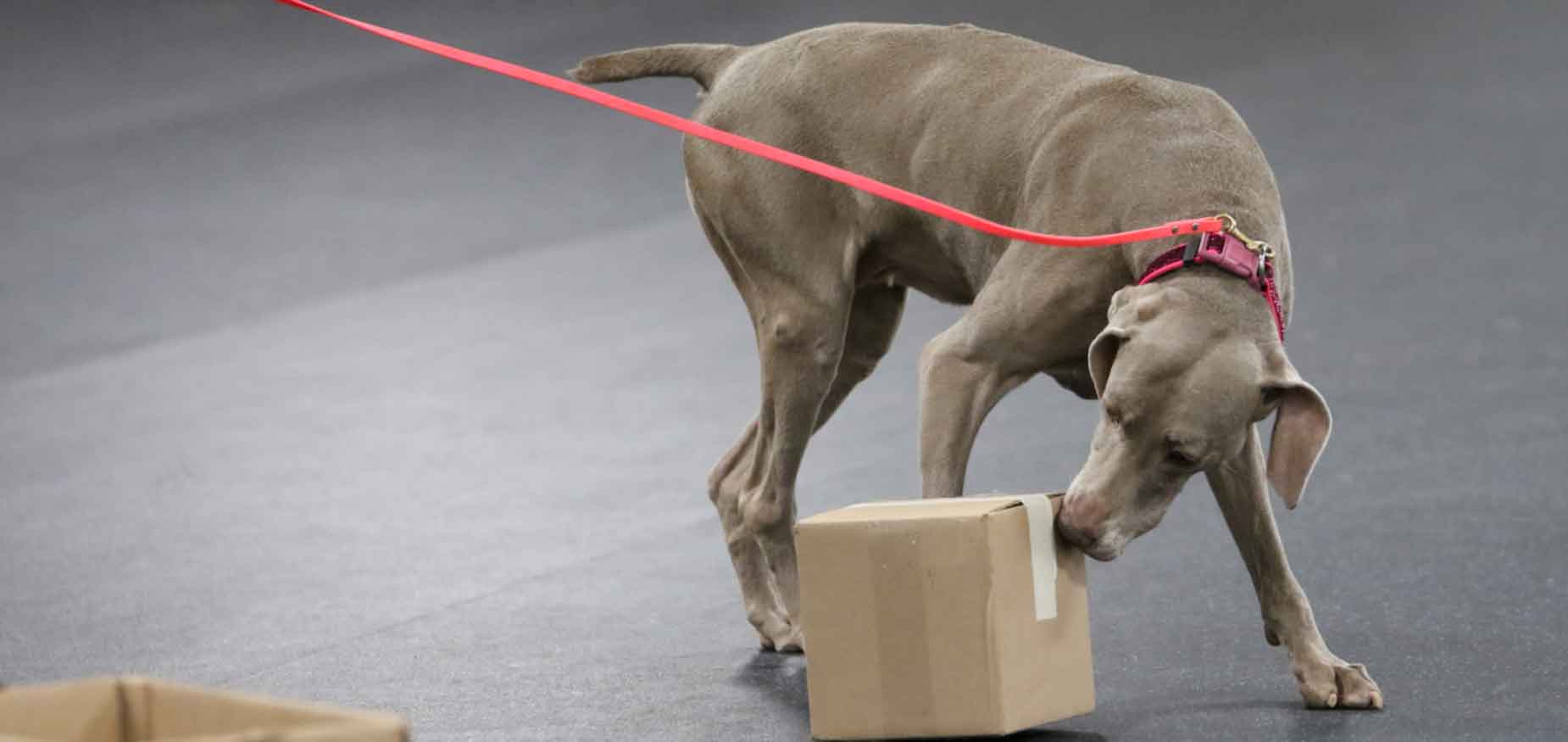 Manitowoc County Kennel Club Obedience, Conformation, and Field