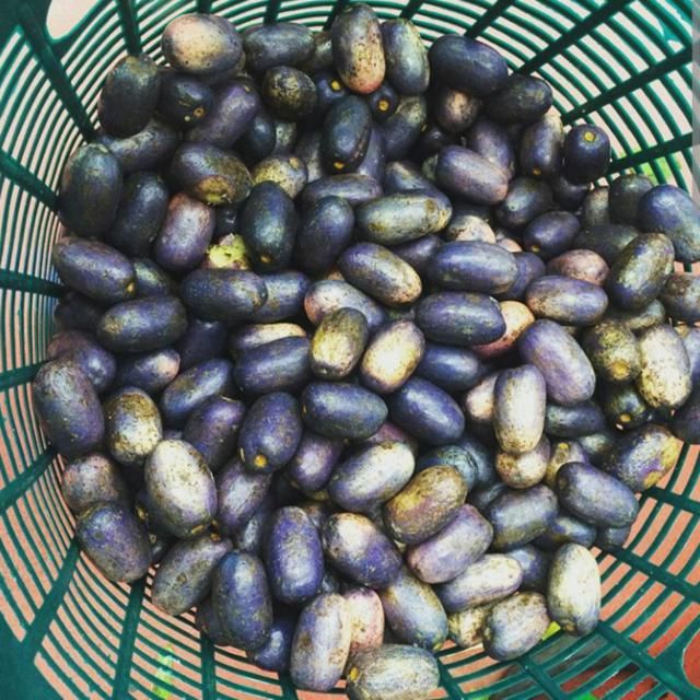 African or Bush Pear/ Plums (Dacryodes edulis) MINI CAM AGRO