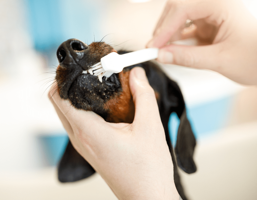 Dog Dental Care 101 Montgomery County Animal Resource Center