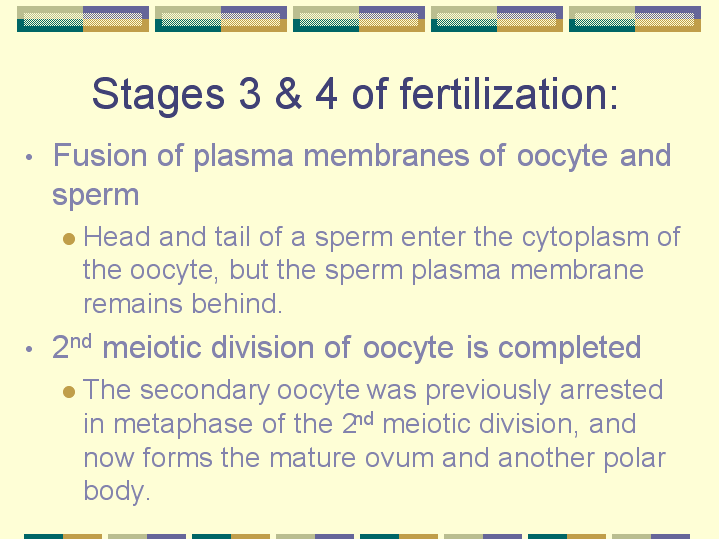 Stages 3 & 4 of fertilization