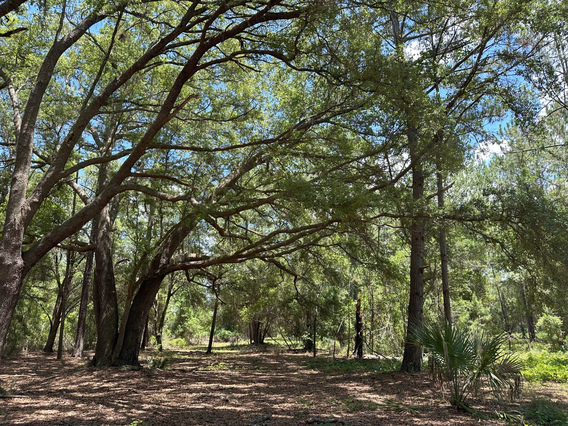 Maple Creek Farms 88 to 111± acres buy all or part starting at only 6,723/ac… Orange