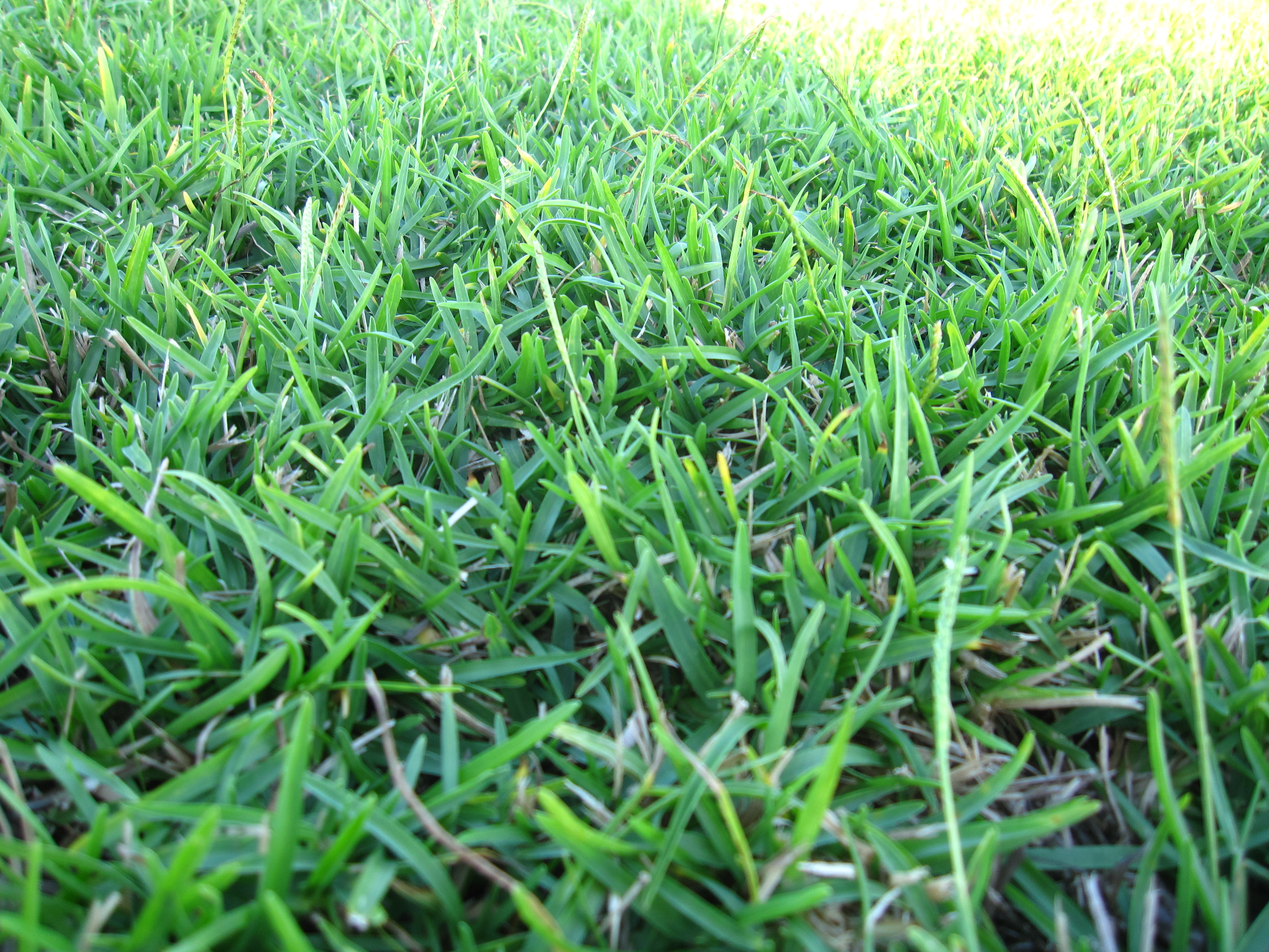 Tifway 419 Bermuda McCall Sod Farm
