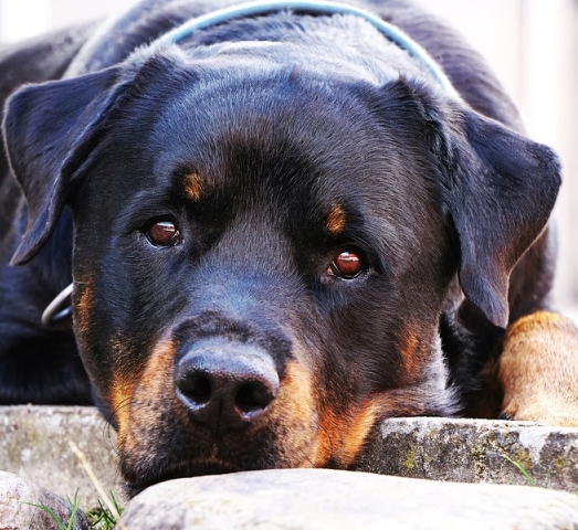 Guard Dogs Making them Mean for Protection