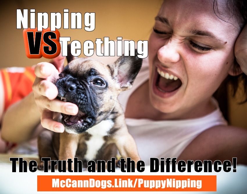 How Long Does Nipping Last In Puppies