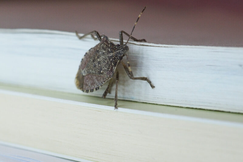 Stink Bugs Boxelder Bugs McCarthy Termite & Pest Control Blog