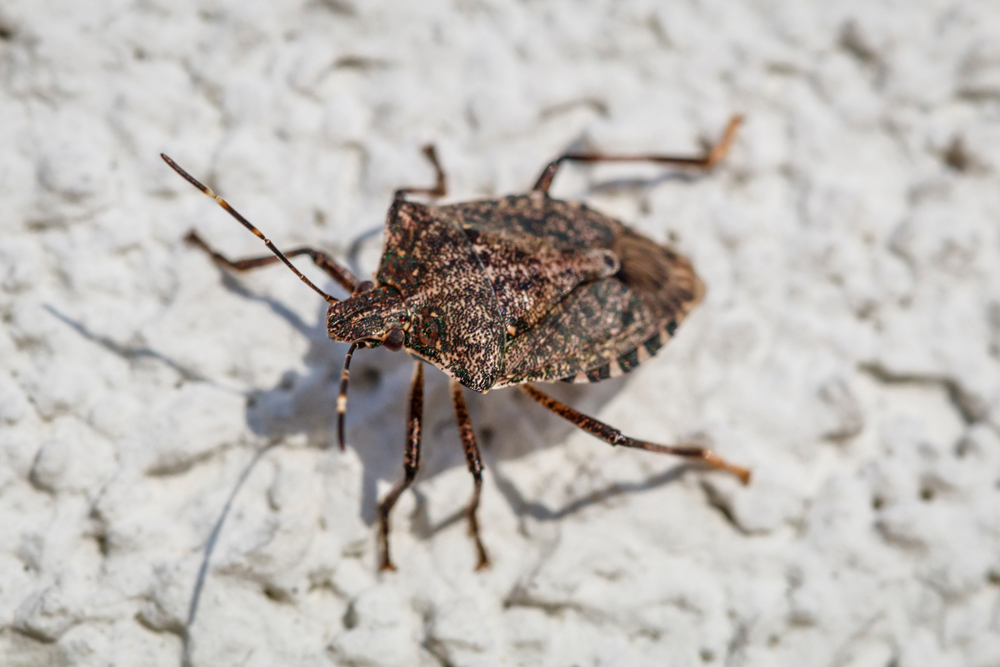 Stink Bug Facts & Removal McCarthy Pest & Termite Control