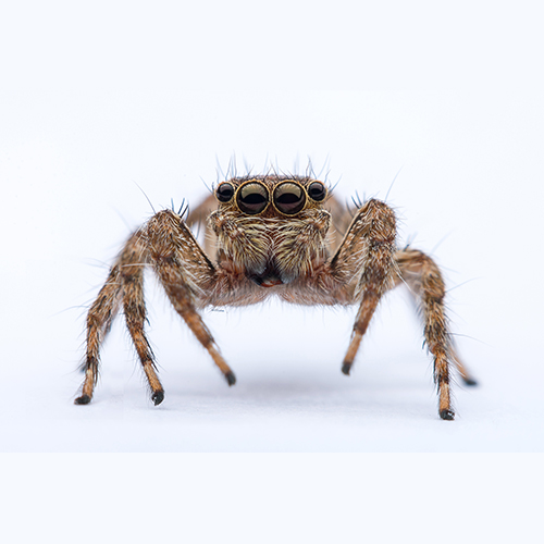 Spider Control Services McCarthy Pest & Termite Control