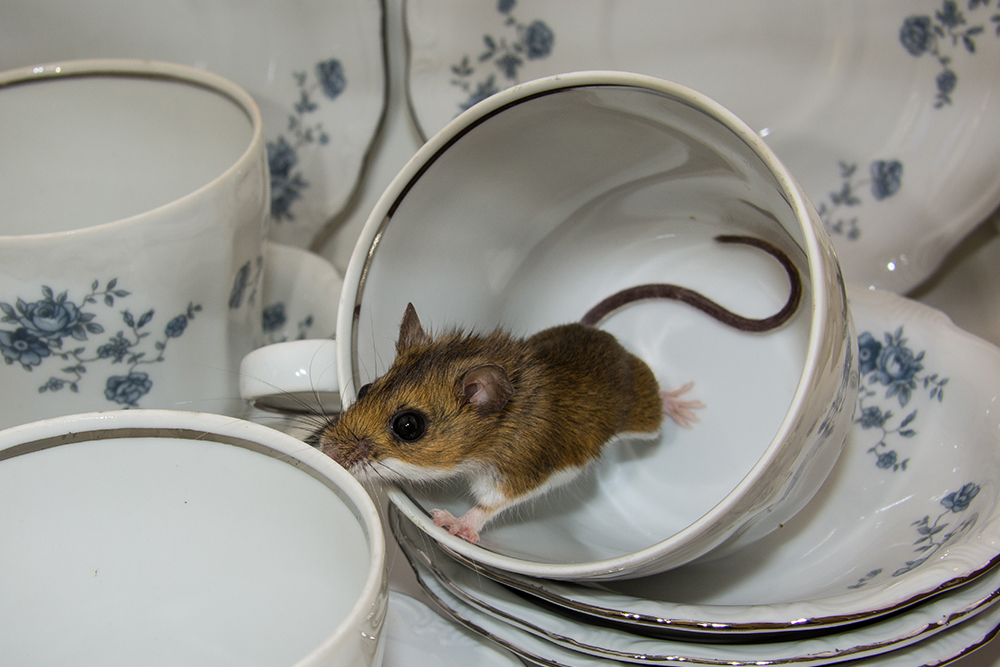 Pest Control for Mice a blog by McCarthy Pest Control