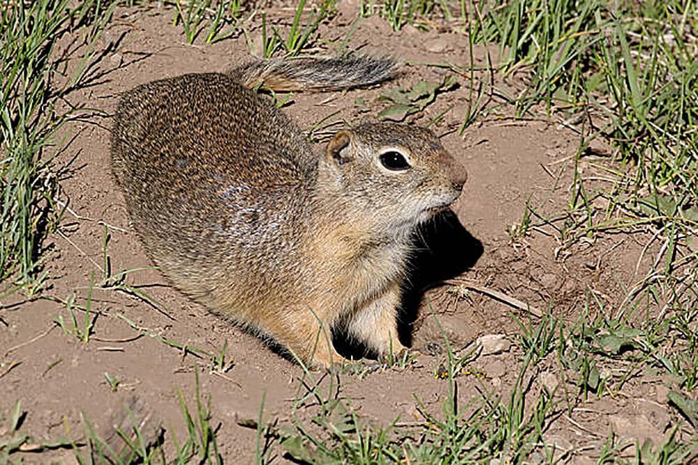 Rodent Control Services In Brentwood, CA McCauley