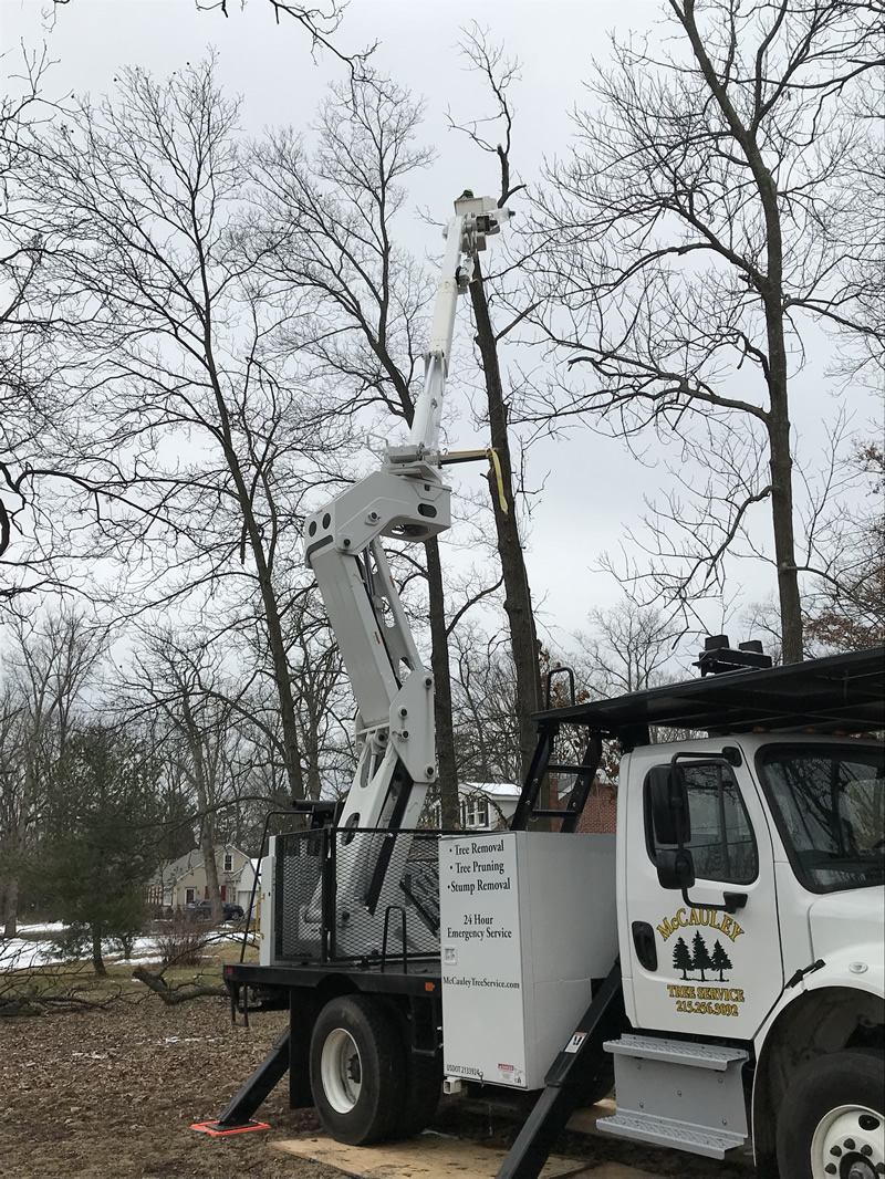 Gallery McCauley Tree & Landscaping