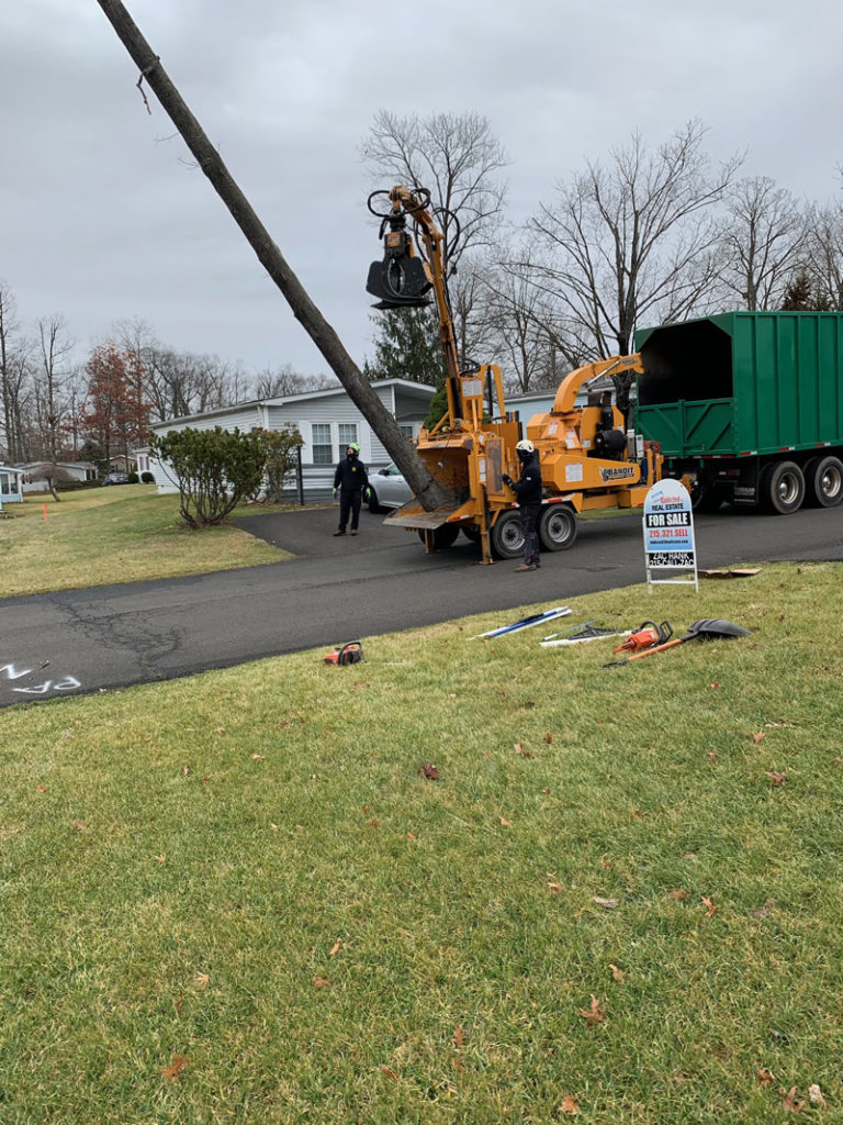 Gallery McCauley Tree & Landscaping