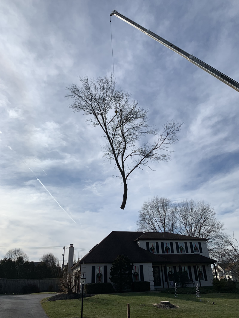 Gallery McCauley Tree & Landscaping