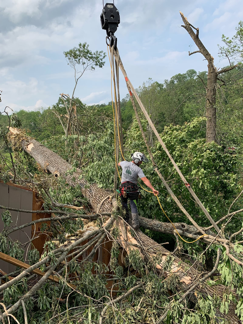 Gallery McCauley Tree & Landscaping