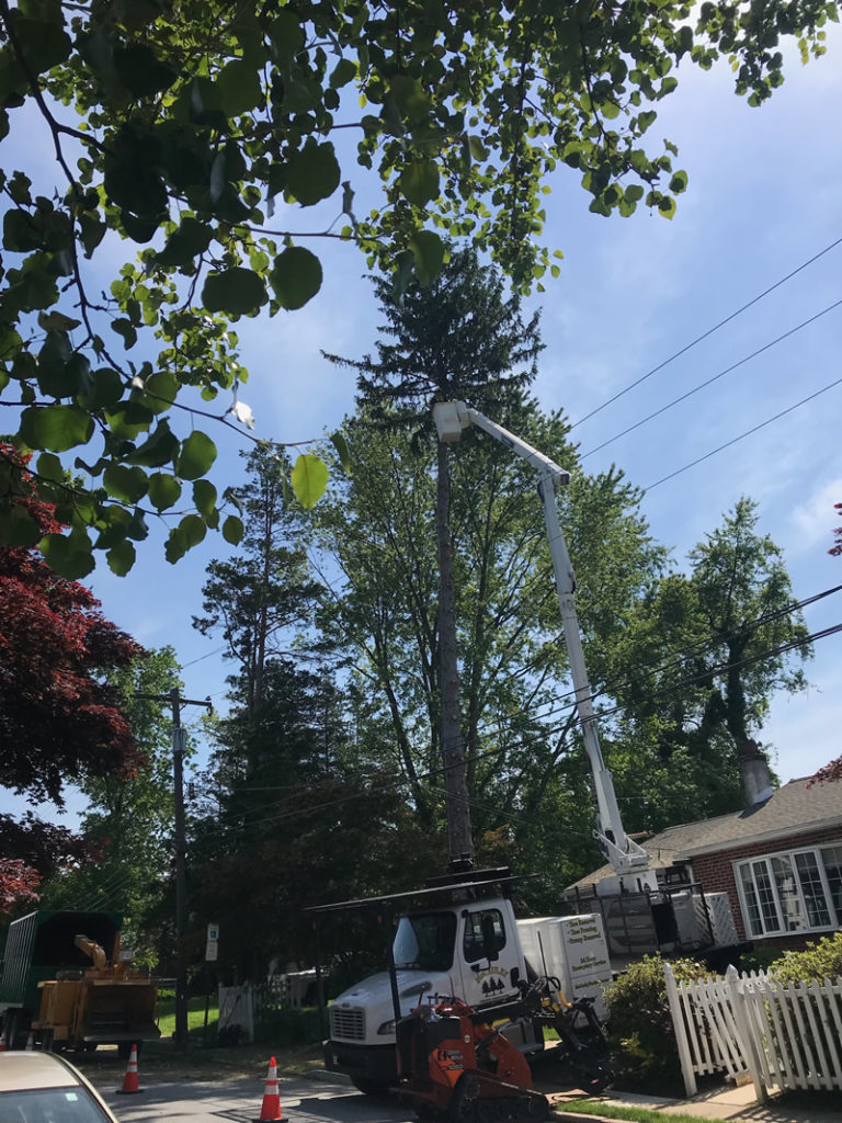 Gallery McCauley Tree & Landscaping