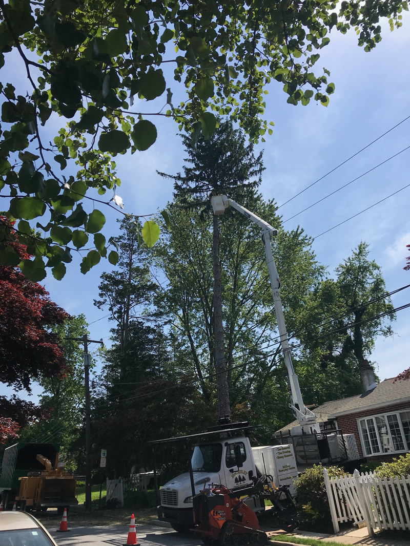 Gallery McCauley Tree & Landscaping