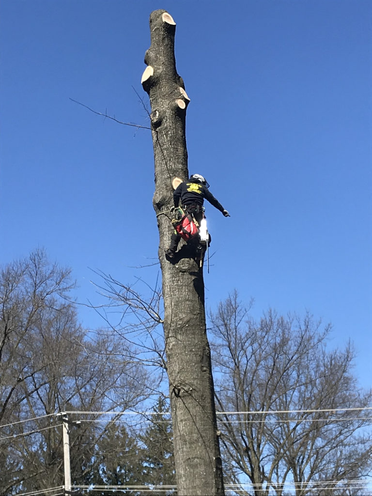 Gallery McCauley Tree & Landscaping