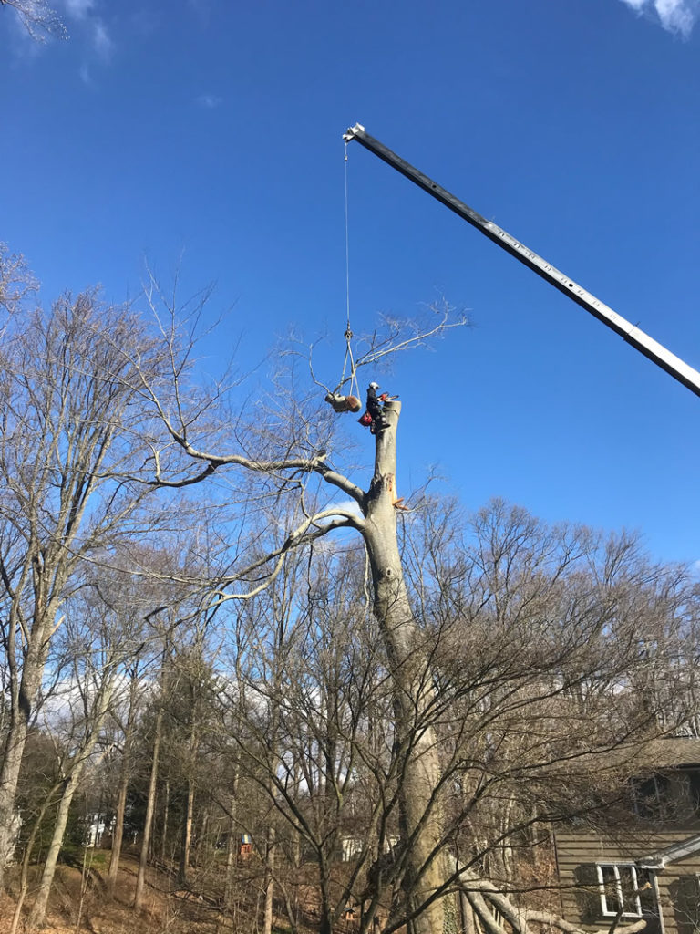 Gallery McCauley Tree & Landscaping