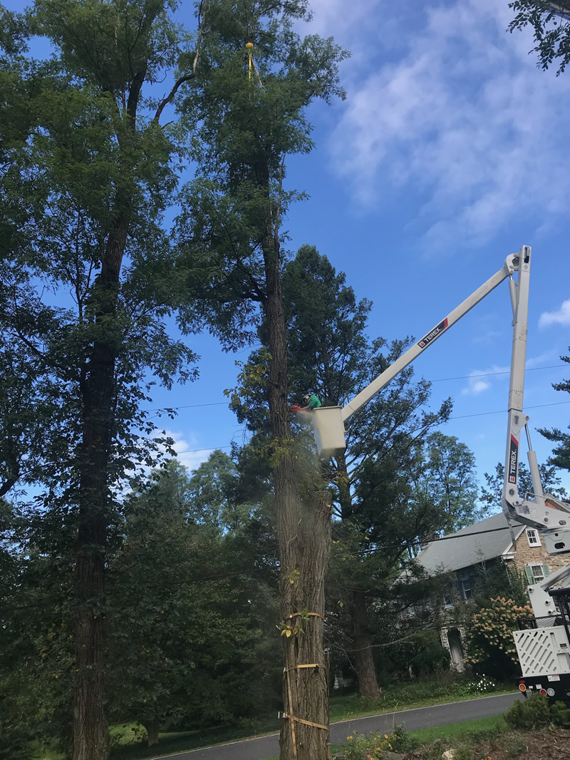 Gallery McCauley Tree & Landscaping