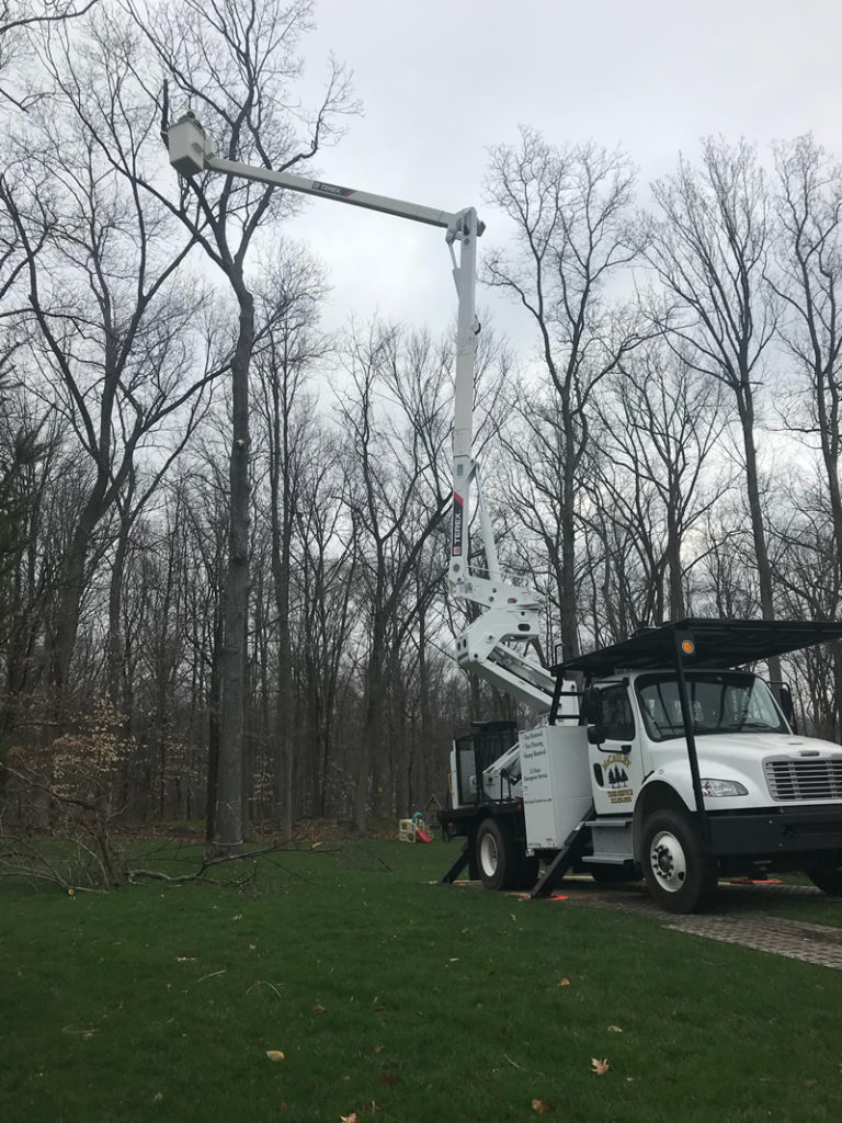 Gallery McCauley Tree & Landscaping