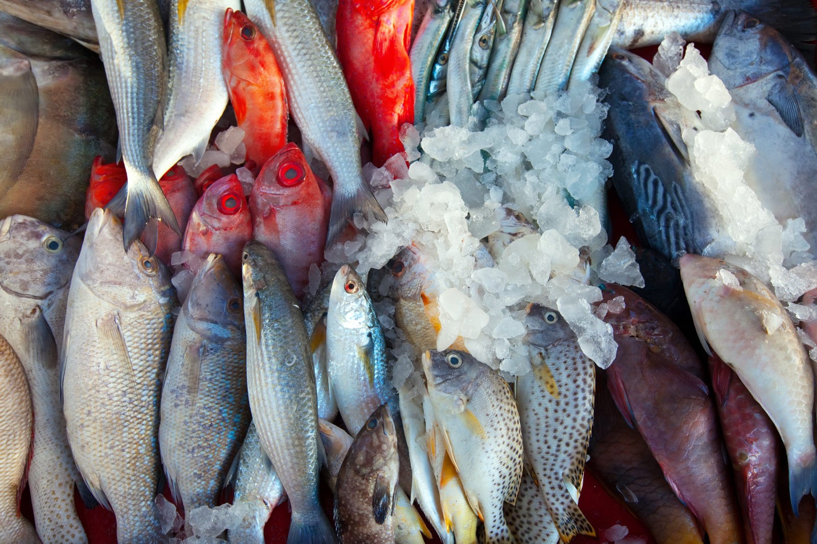 Frozen fish exporter from Mauritania Octopus, squid, bream MCC fish