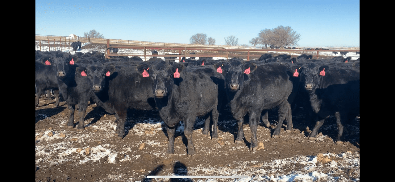 Early Consignments & Future Sales