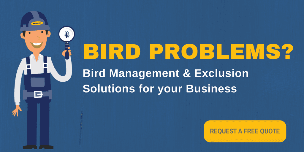 Bird Management and Exclusion McCloud Pest Solutions