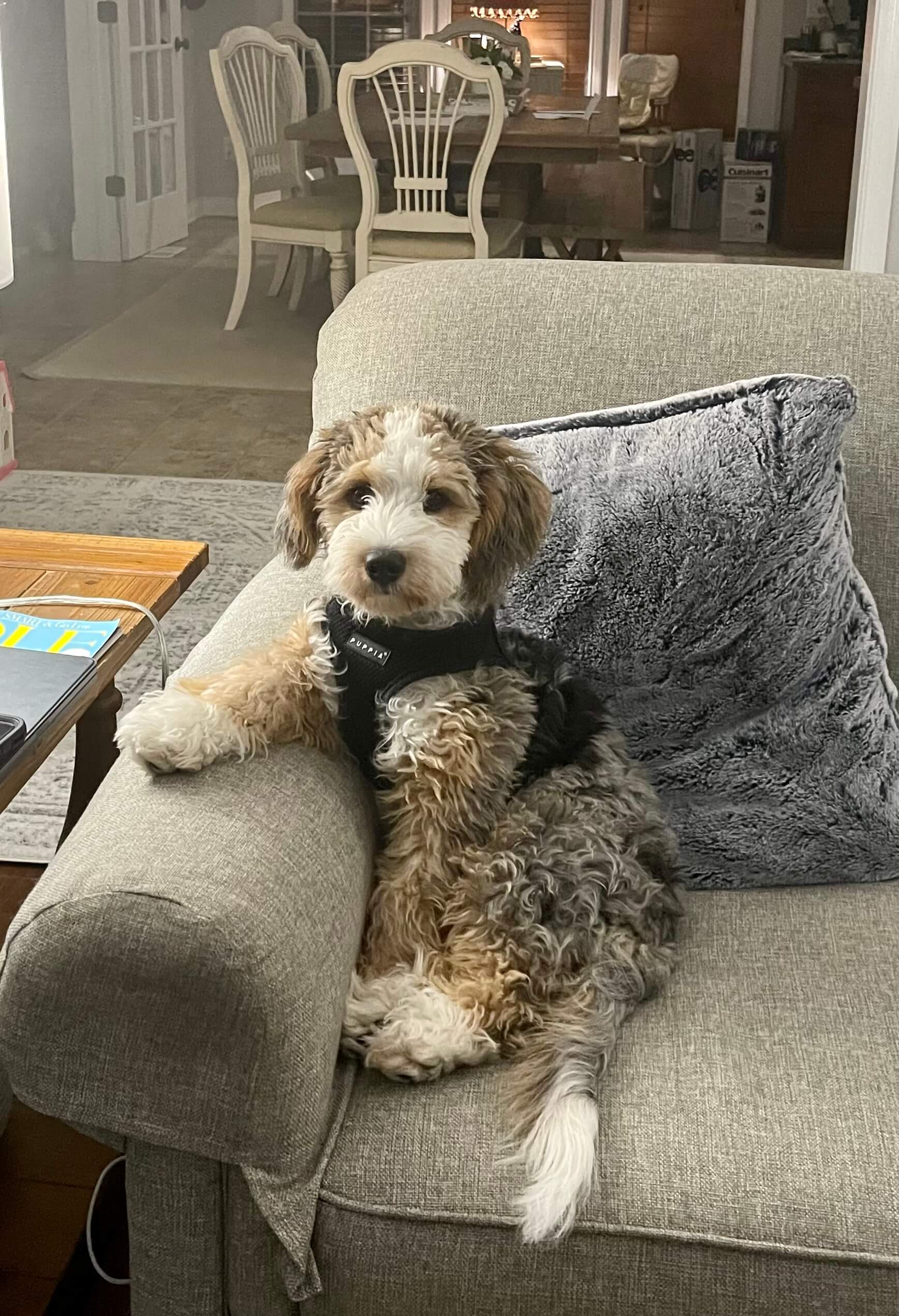 McCordsville Veterinary Hospital Gallery Vet Clinic In McCordsville