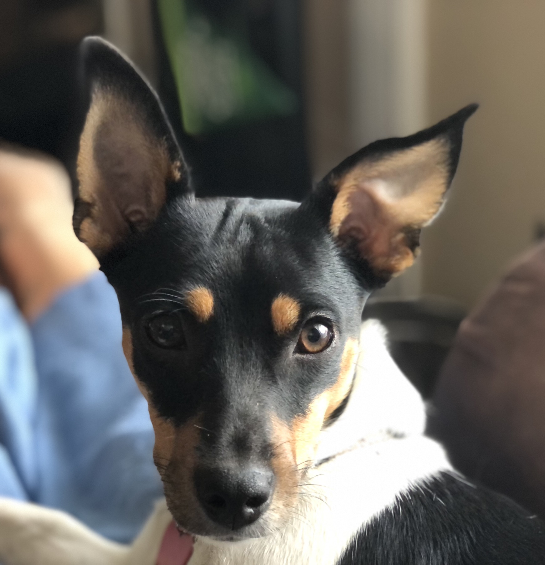 McCordsville Veterinary Hospital Gallery Vet Clinic In McCordsville