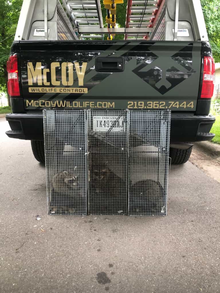 Professional Wildlife Control Services McCoy Wildlife