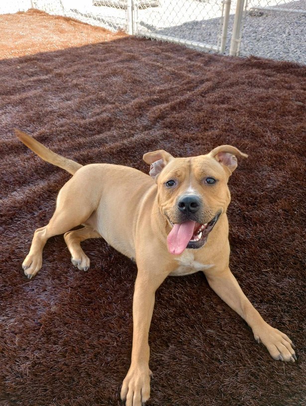 Pet Gazette Fall 2023 Newsletter McCracken County Humane Society