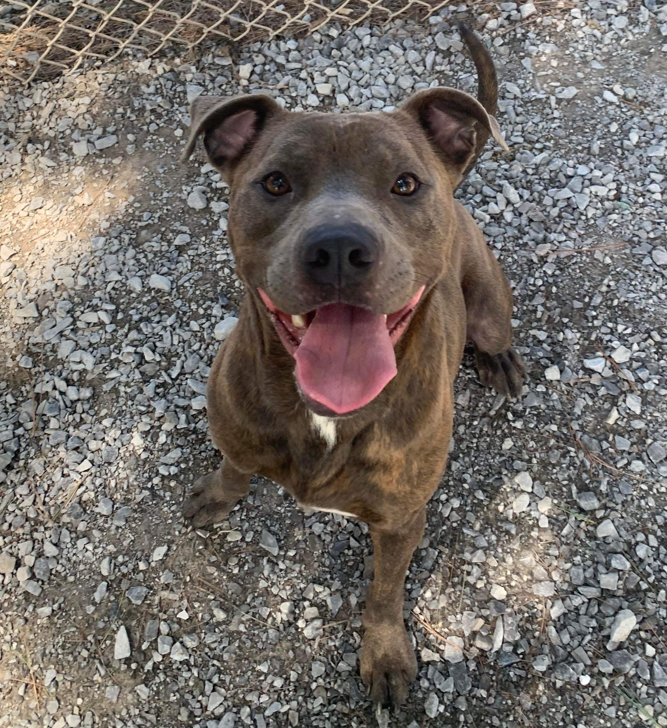 McCracken County Humane Society Pet Adoption Paducah, KY