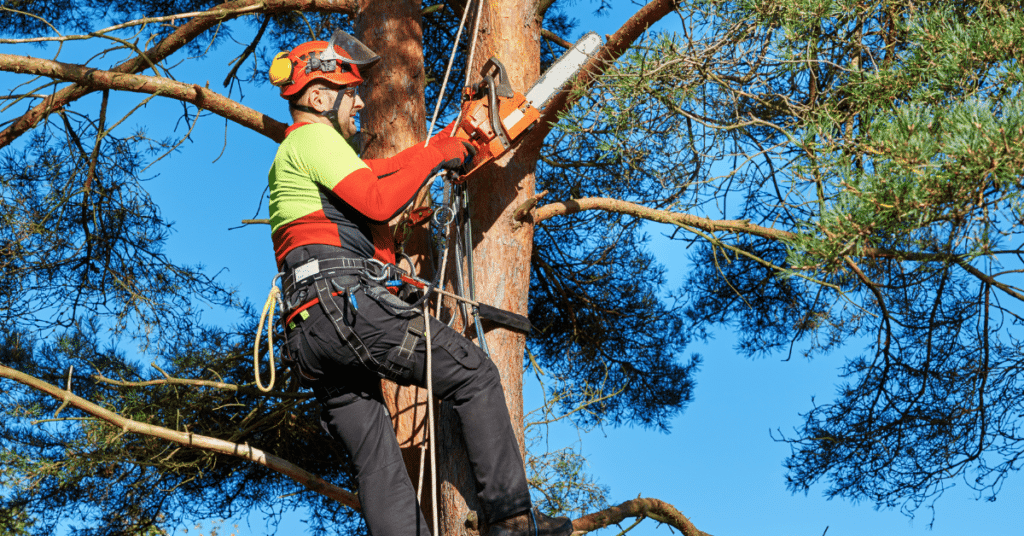 Licensing for Florida Tree Services