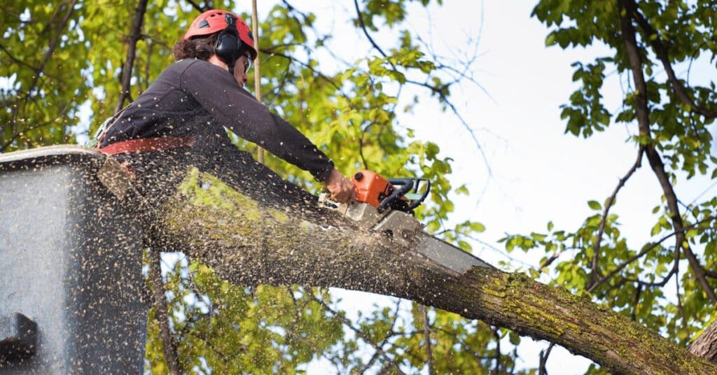 Florida Tree Service Licenses Verify Now